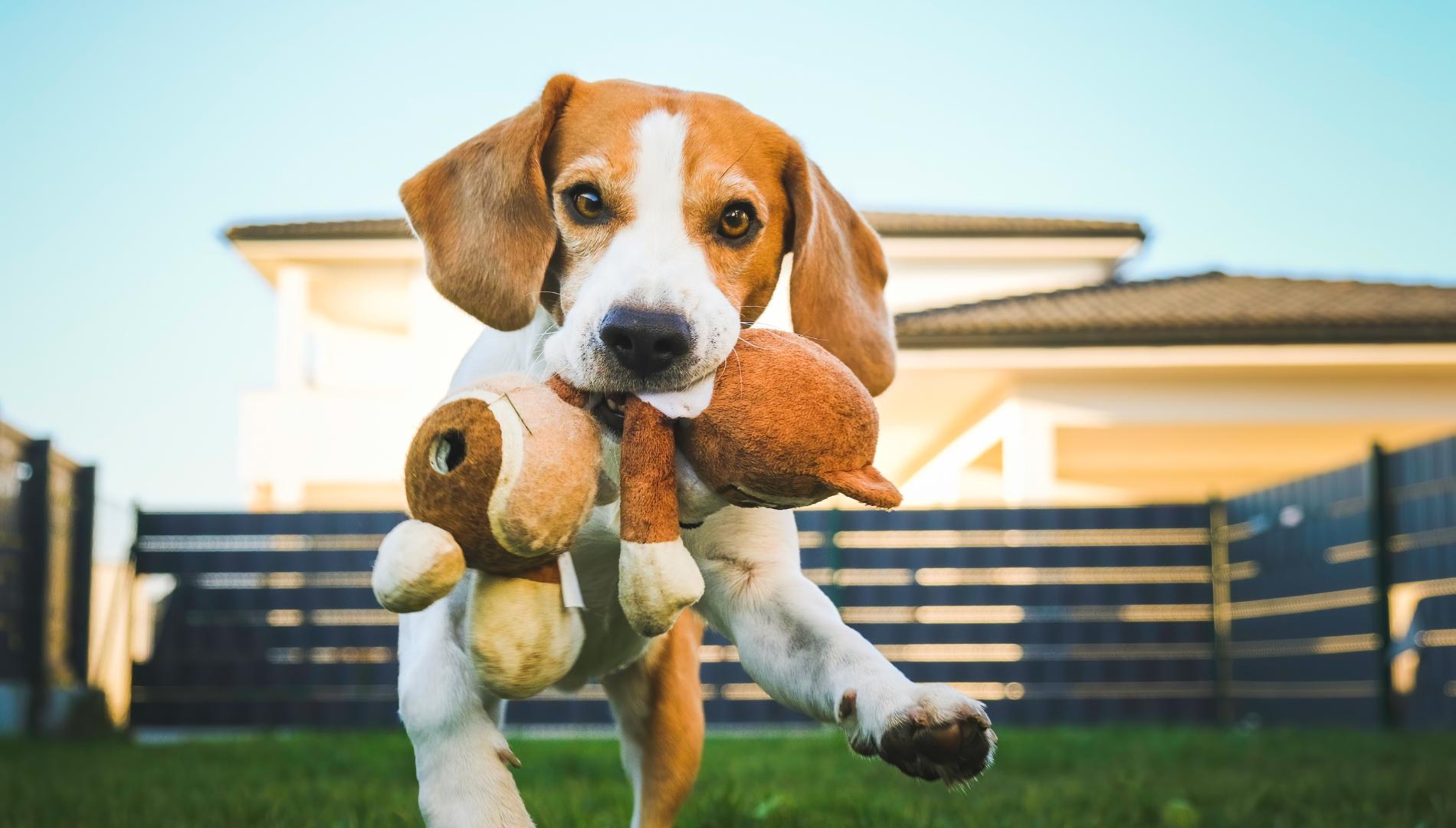 Pet Park